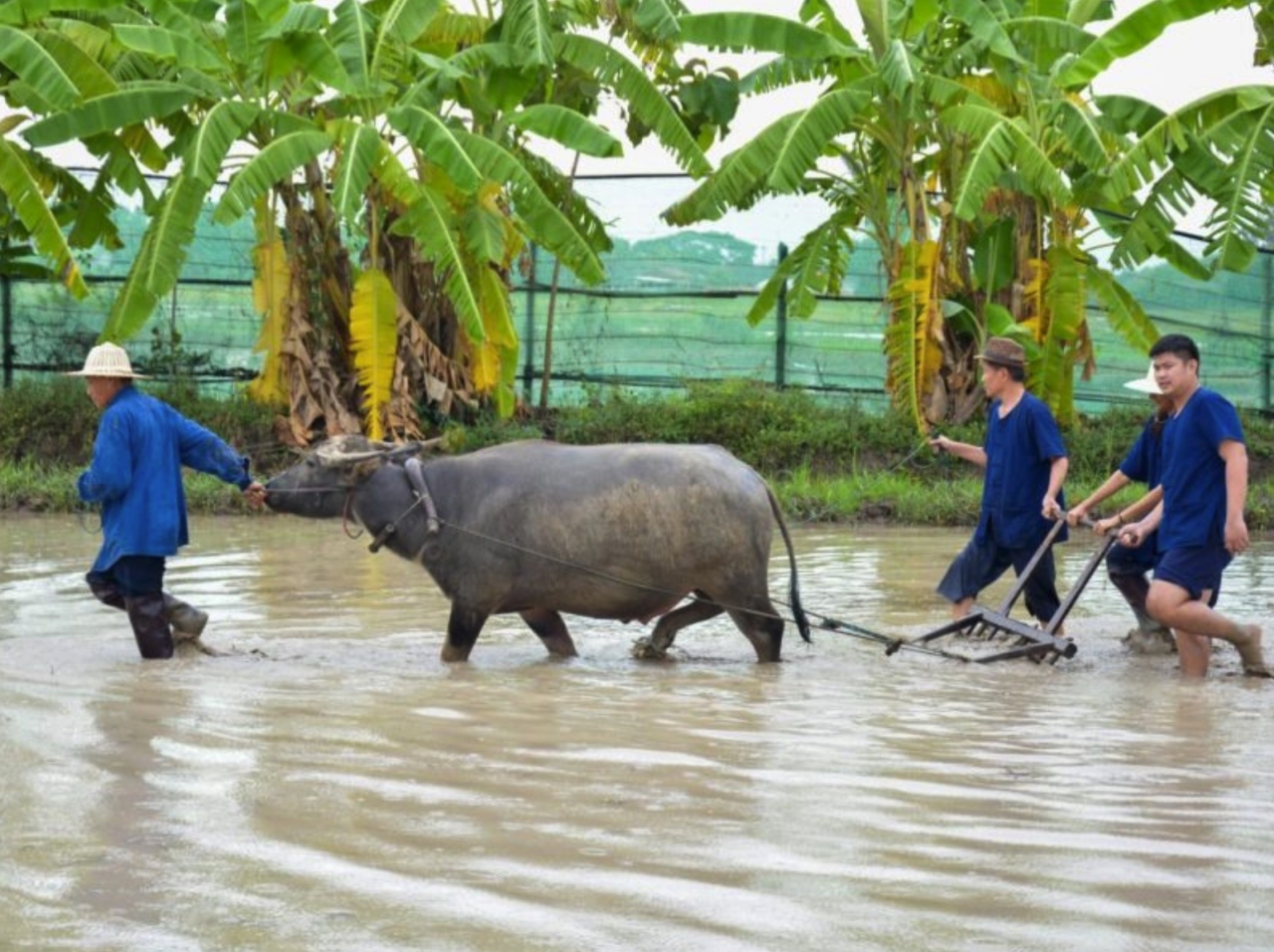 Xnip2566-11-14_15-59-37.jpg - Ban Nam Cham Chiang Mai | https://mapleworld.org